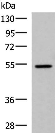 ISM1