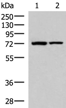 JPH1