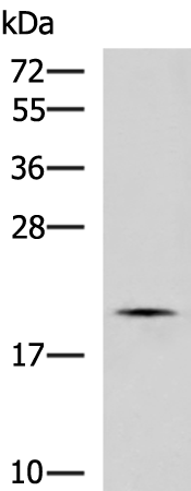 IFNA1/IFNA13