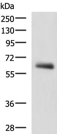 KBTBD11