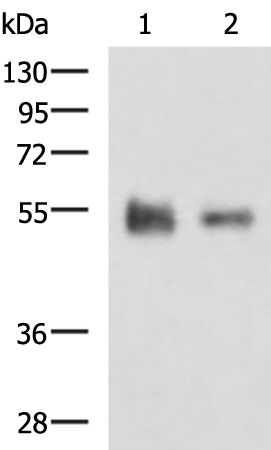 KRT12
