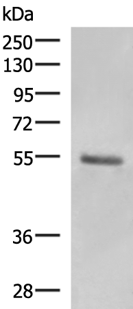 KRT36