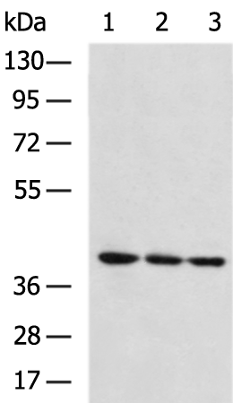 APAF1