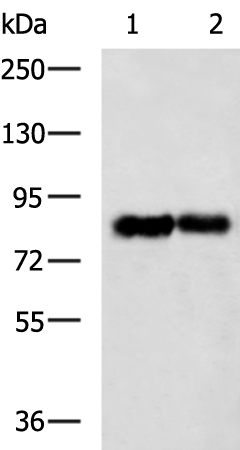 LRP1