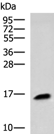 KRTAP1-1