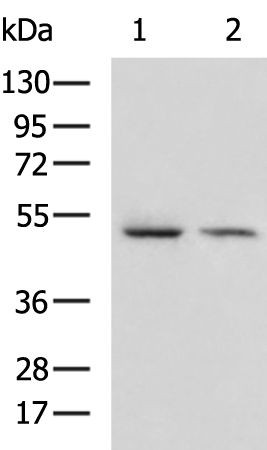 CD274