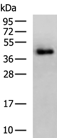 SRSF8