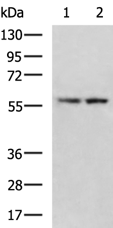 CYP8B1