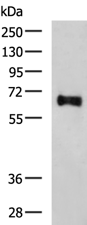 SLC24A4