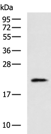 CLDN6