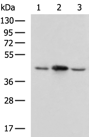 MAPK3