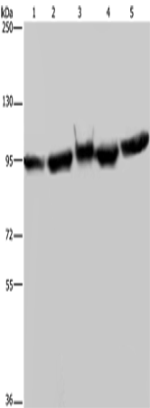 HSP90AA1