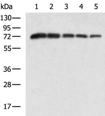 DDX4