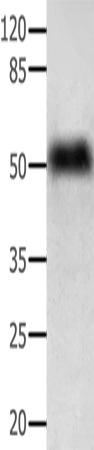 ACP3