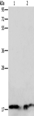 ANG