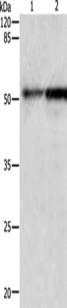 CASP2