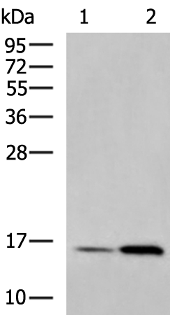 COX6B1