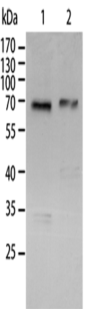 RELA