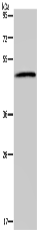 HTR2B