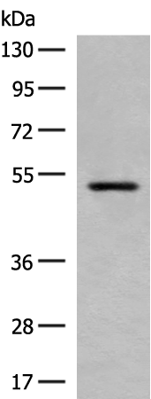 HTR3A