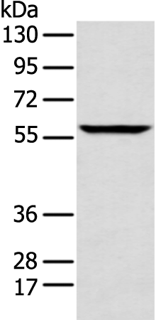 ANGPTL3