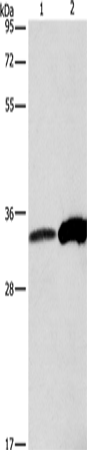 ANXA4