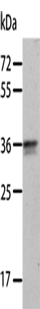 ANXA8