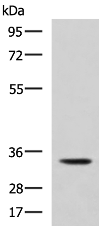 ANXA13