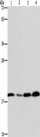 ARF6