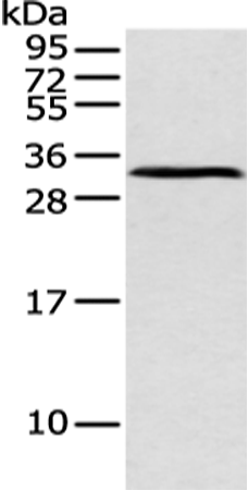 ATP4B