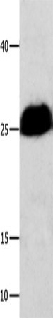 BCL2L1
