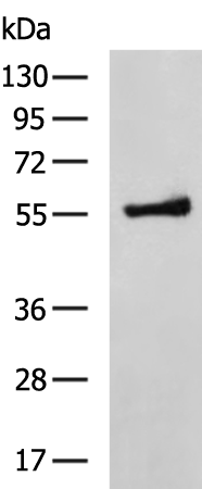 CAP1