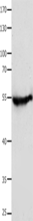 CAP2