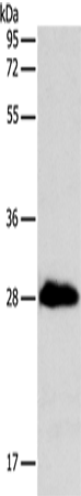 TNNI3