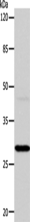 CA1