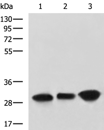 CA3
