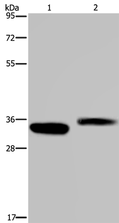 CA4