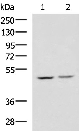 CBX8