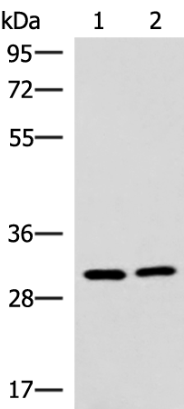 CDK4