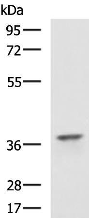 CDK6