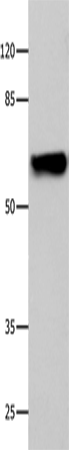 CNGA2