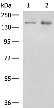 COL2A1