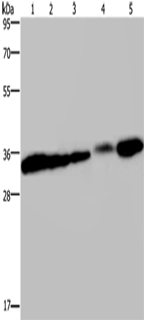 CLDN23
