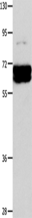CRMP1