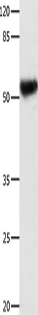 DOK3
