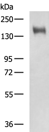 EGF