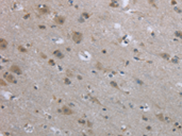 EGFL8