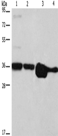 ELAVL1