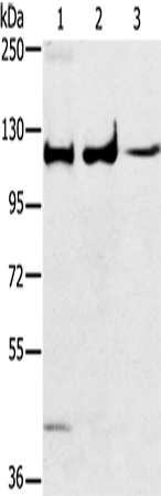 MAPK7
