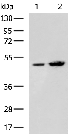 GDF9
